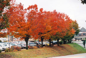 Shade Trees