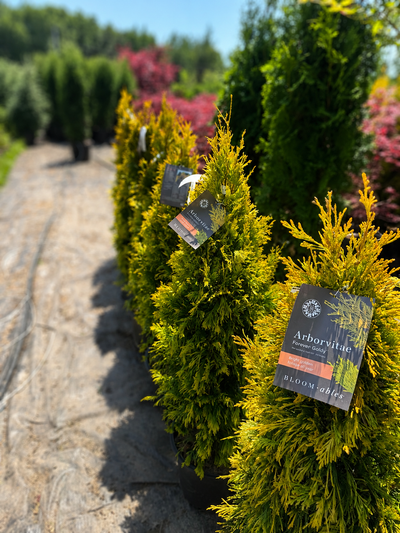 Arborvitae