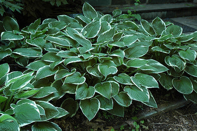 Hosta