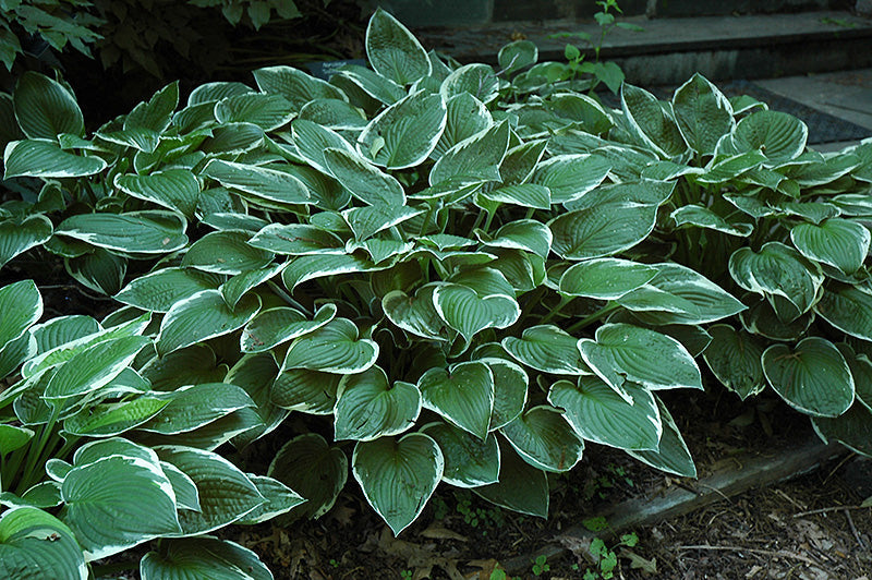 Hosta