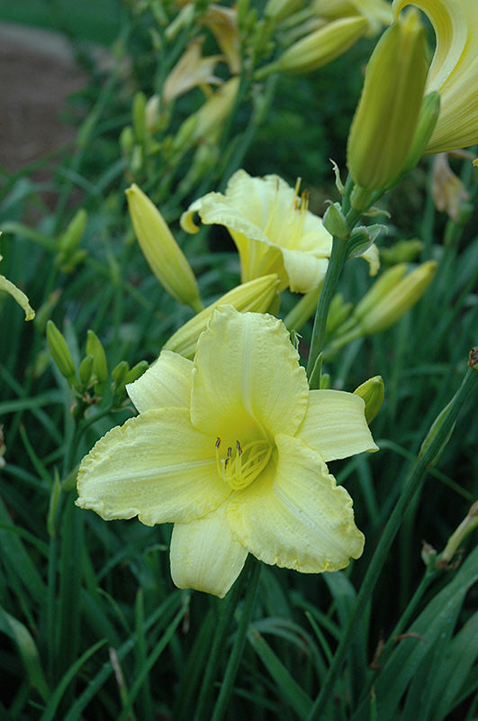Perennials
