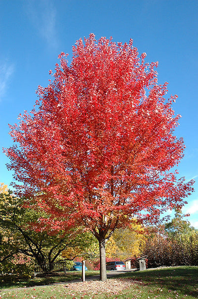 Maple Trees