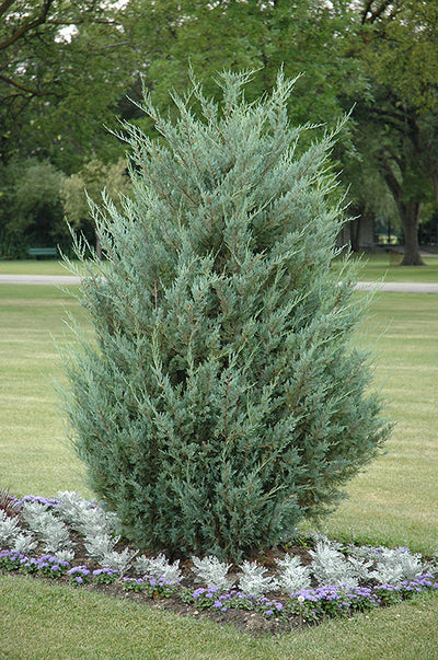 Upright Juniper