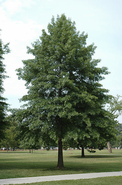 Oak Trees