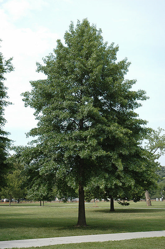 Oak Trees