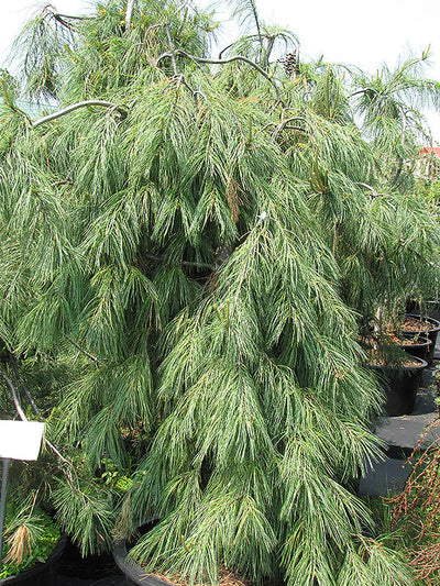 Pine Trees