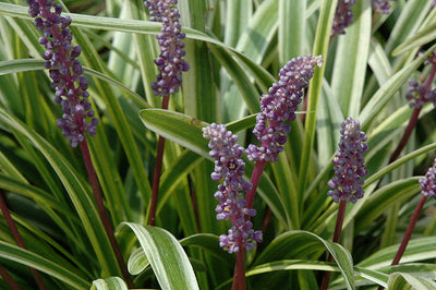 Shade Grasses & Grass-Like Plants