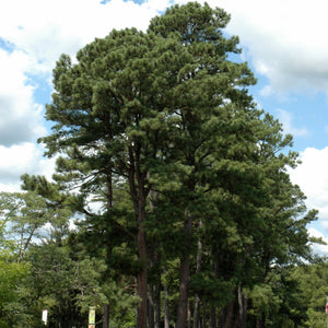 Trees