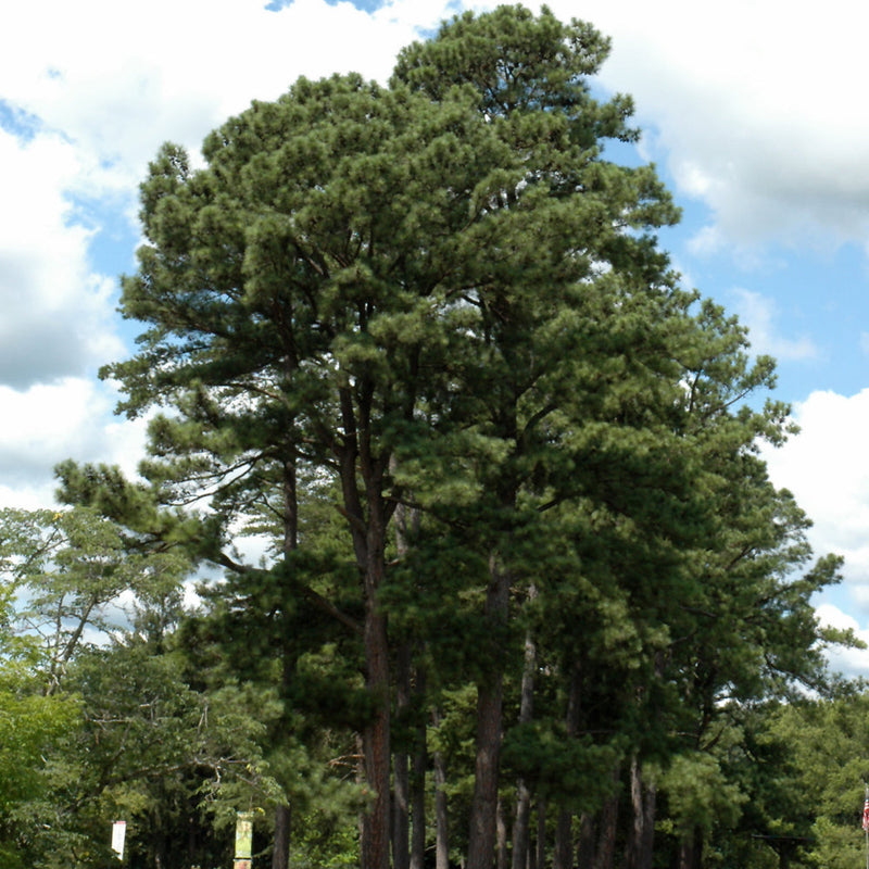 Trees