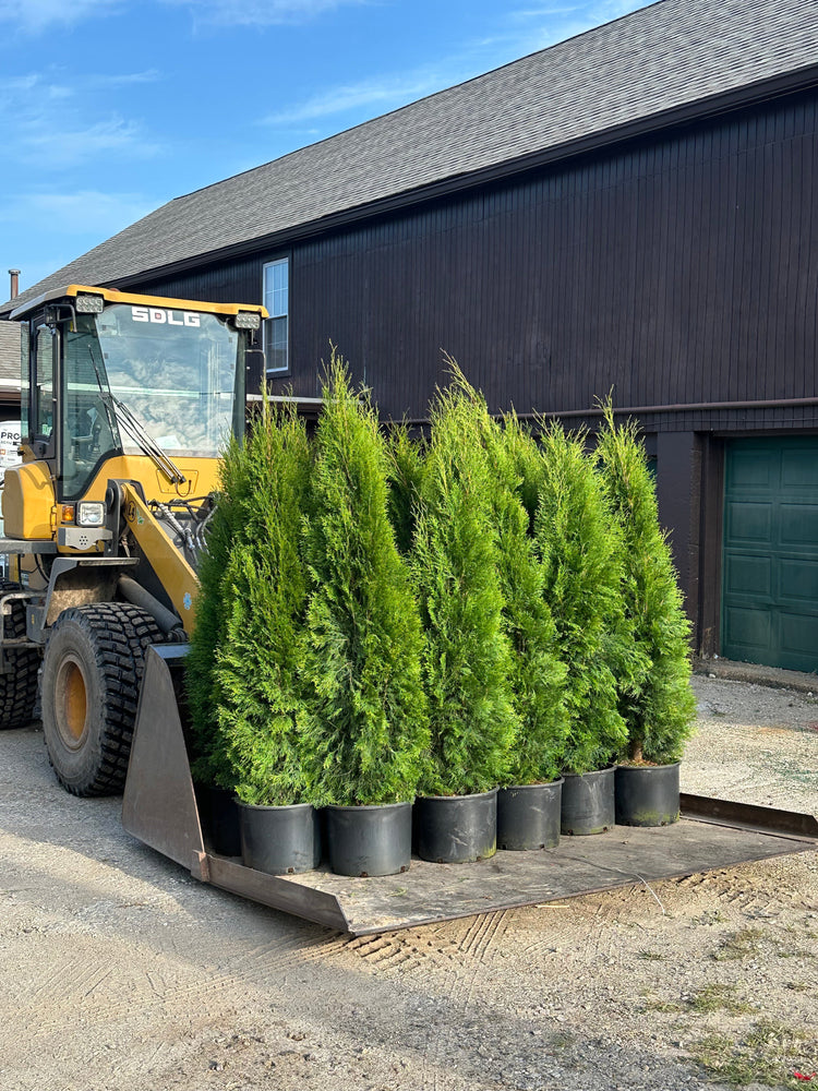 Arborvitae