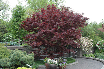 Ornamental & Accent Trees