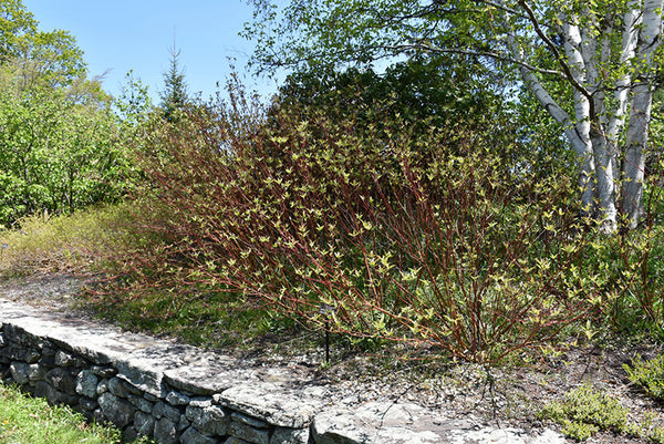 Wetland Restoration Plants