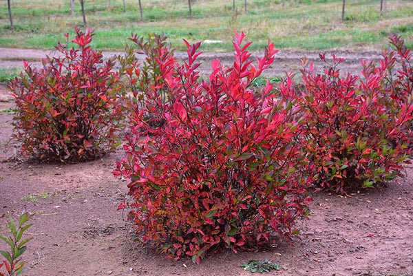 Riparian Buffer Plants
