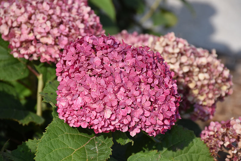 Smooth Hydrangeas