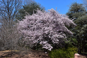 flowering