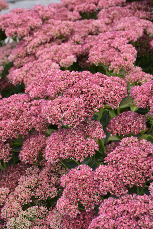 Fall Color Perennials