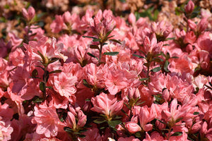 Rhododendrons & Azaleas