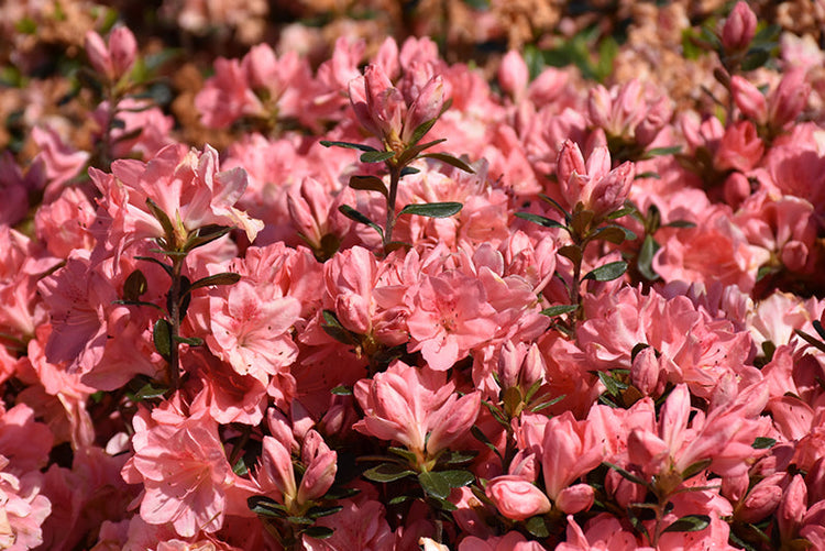 Rhododendrons & Azaleas