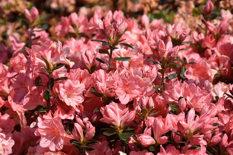 Rhododendrons & Azaleas