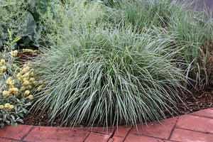 Ornamental Grass