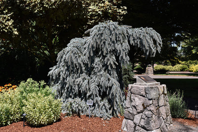 Spruce Trees