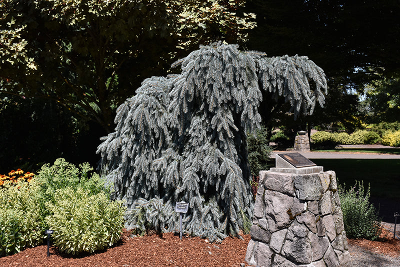 Spruce Trees