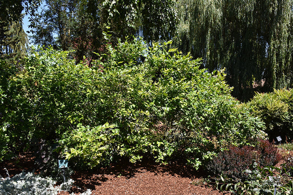 Erosion Control Plants