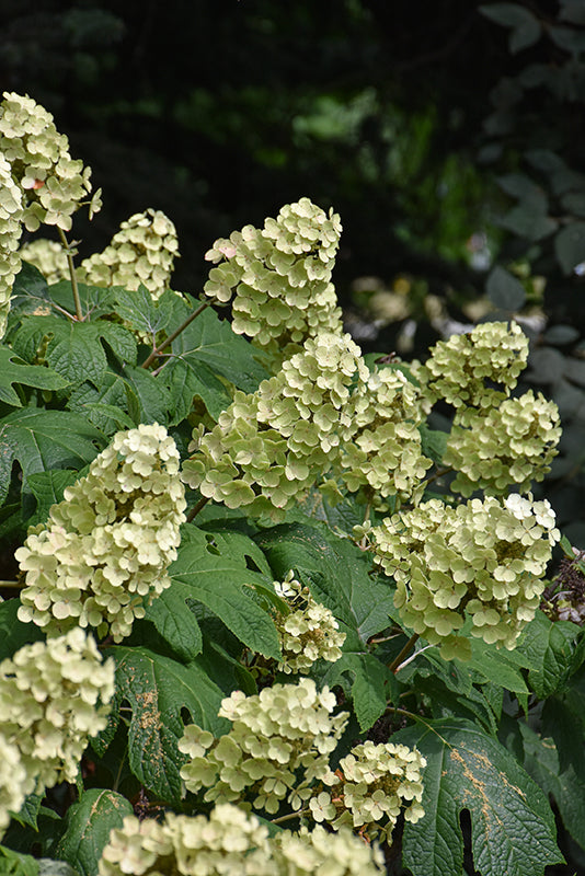 Native Hydrangea