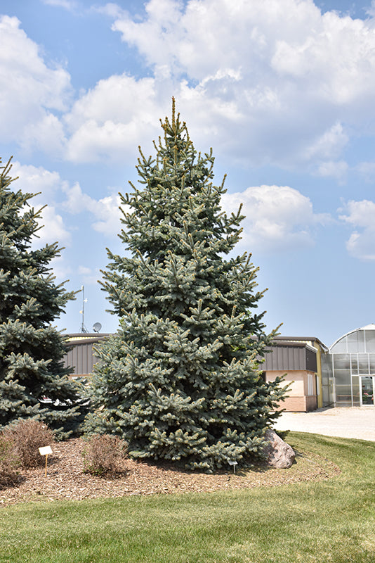Fall Sale - Evergreen Trees