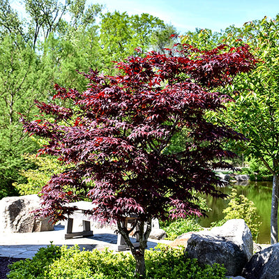 Japanese Maples