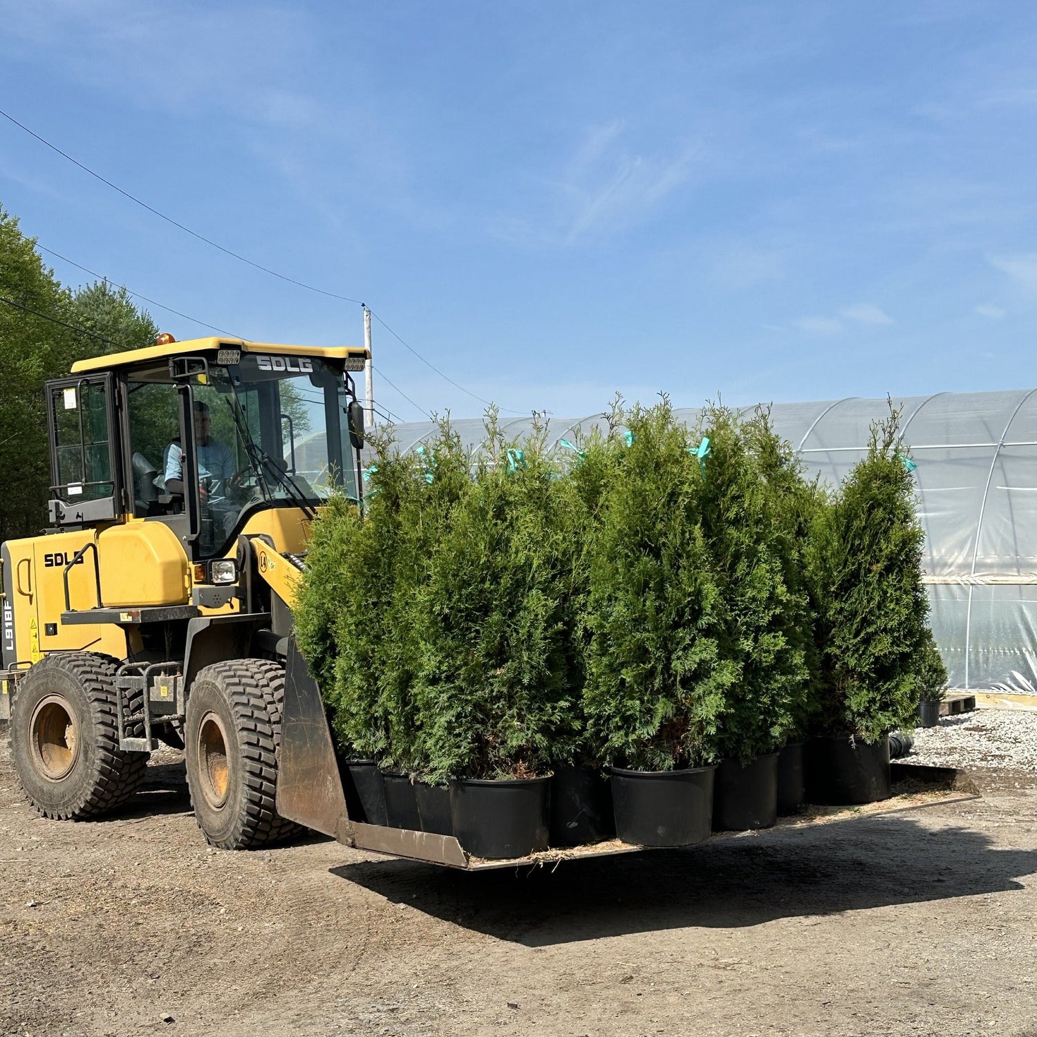 Privacy Trees & Screening Plants
