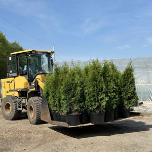 Privacy Trees & Screening Plants