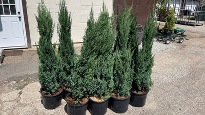 Blue Point Juniper in containers at Pro Growers of New England, Newton NH