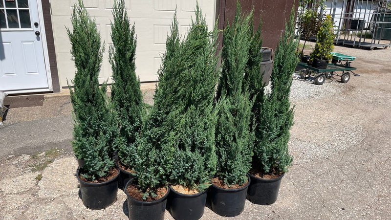 Blue Point Juniper in containers at Pro Growers of New England, Newton NH