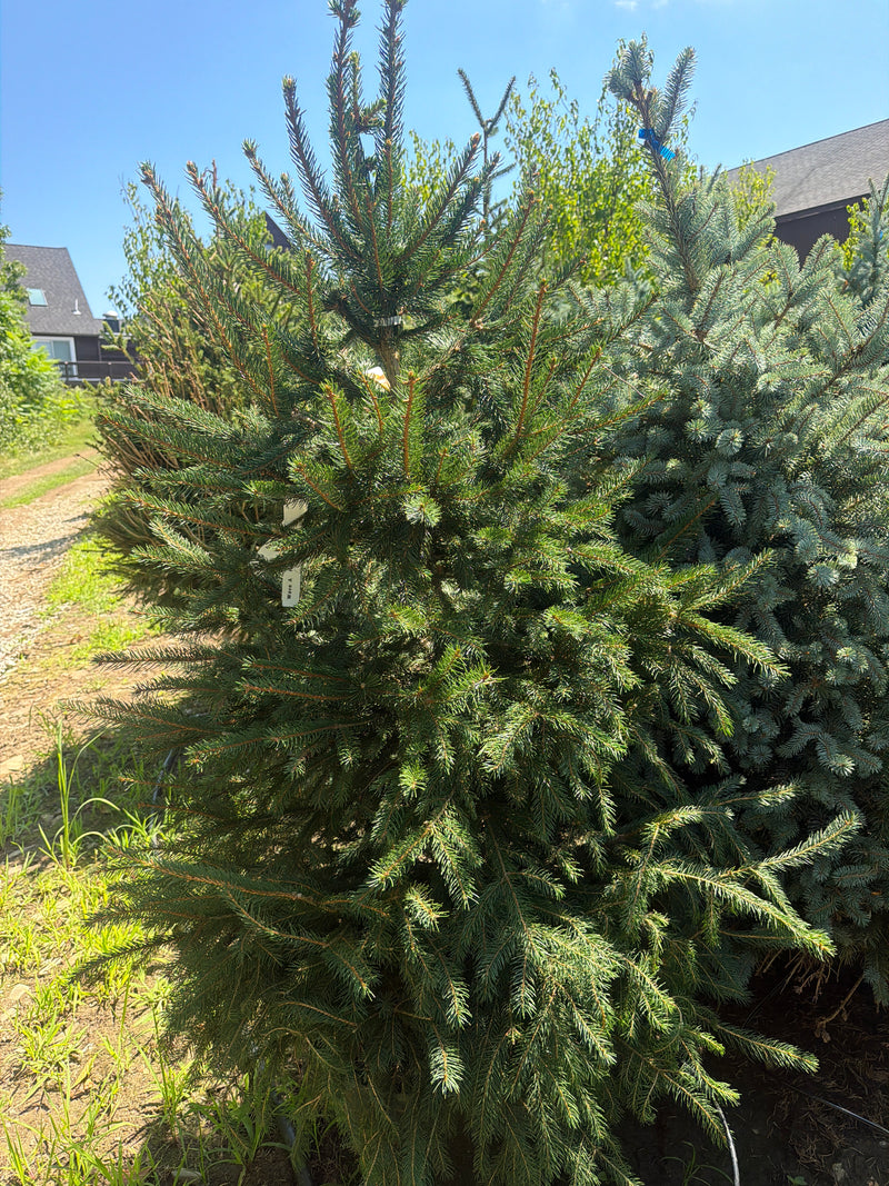 Columnar Norway Spruce (Cupressina)