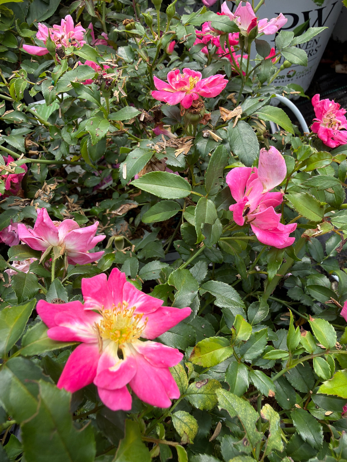 Oso Easy® Double Pink Rose