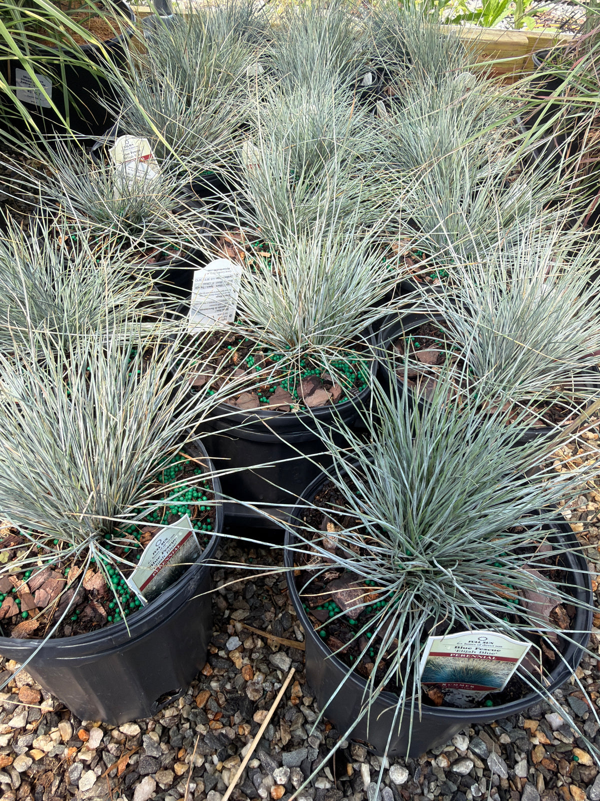 Elijah Blue Fescue