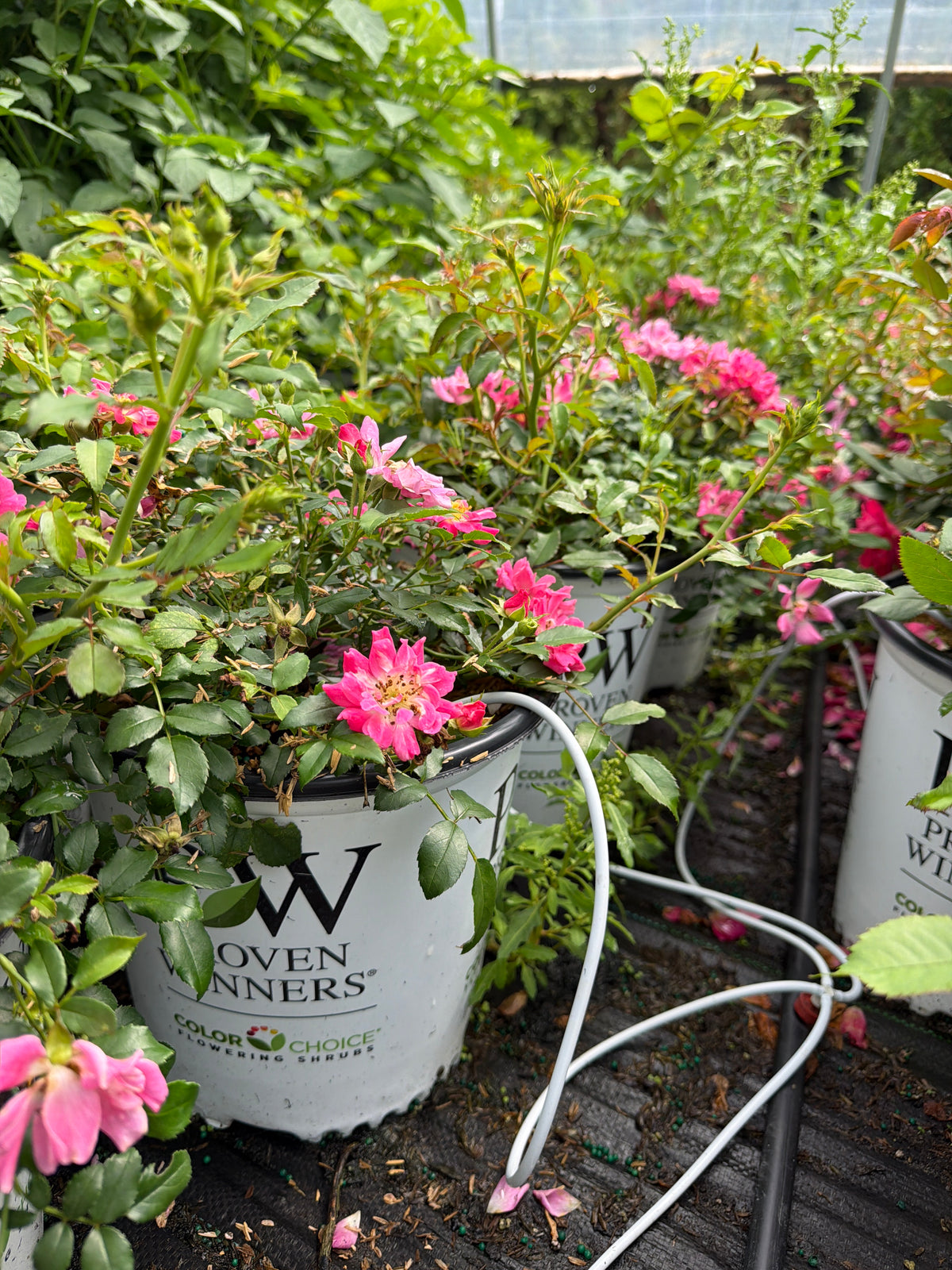 Oso Easy® Double Pink Rose