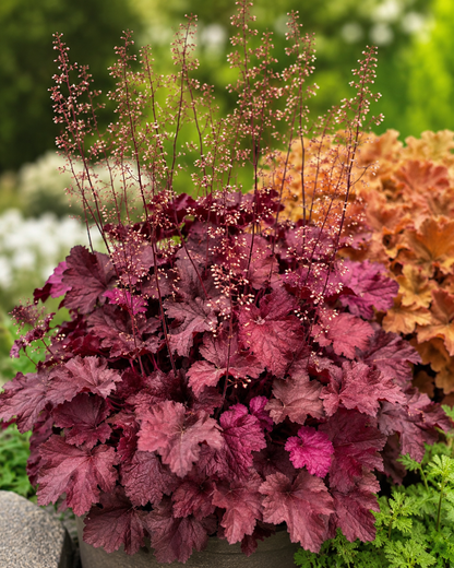 Magma Coral Bells