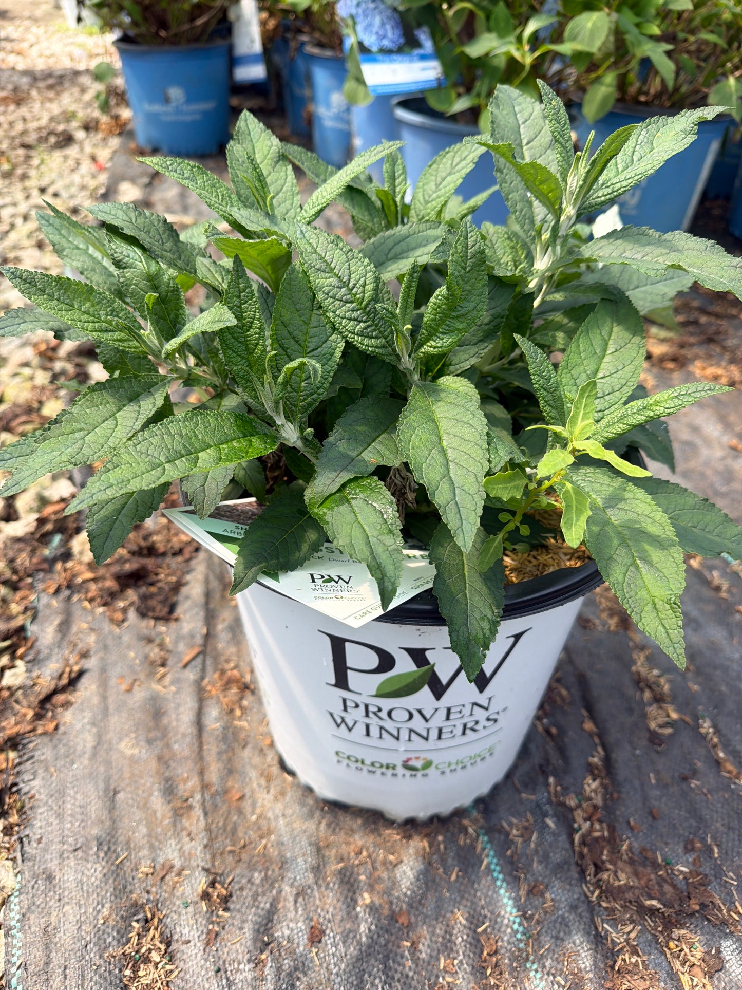 Pugster Sorbet™ Butterfly Bush
