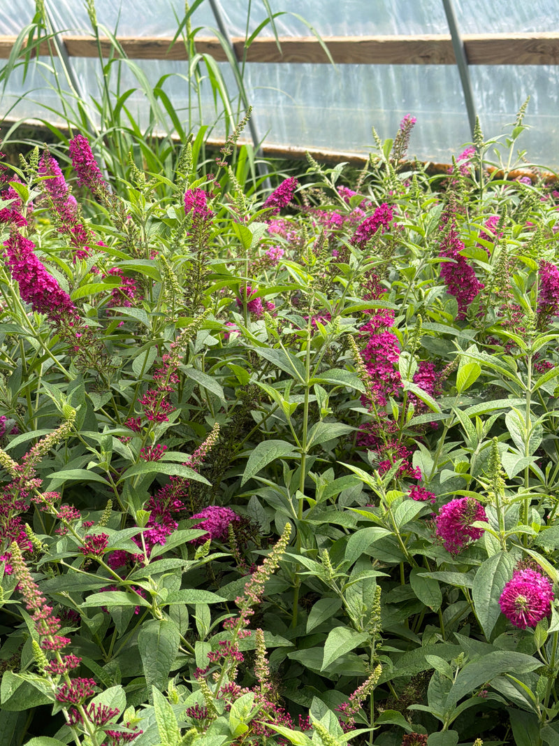 Miss Molly Butterfly Bush