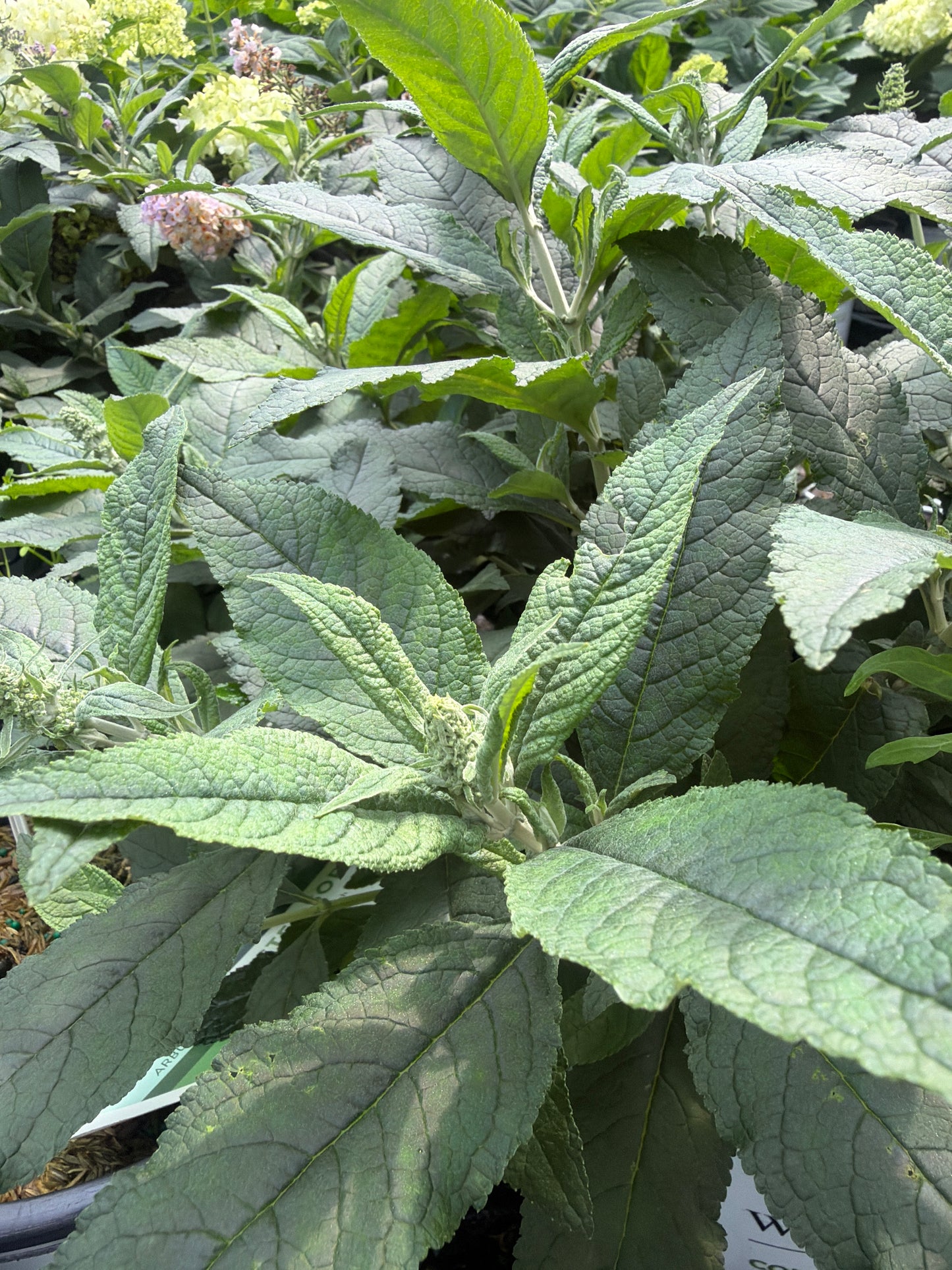 Pugster Sorbet™ Butterfly Bush