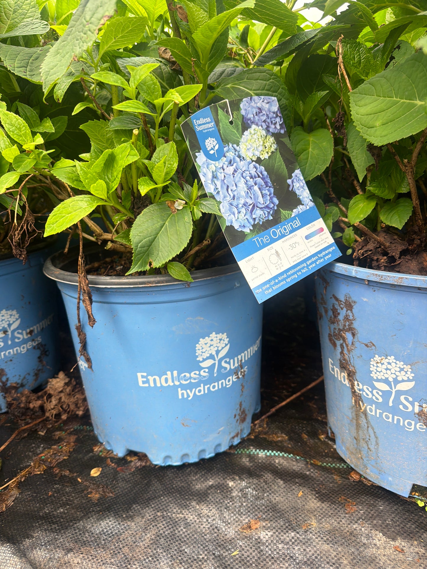 Endless Summer Hydrangea