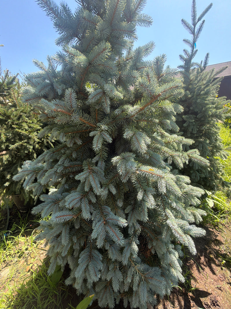 Baby Blue Colorado Spruce