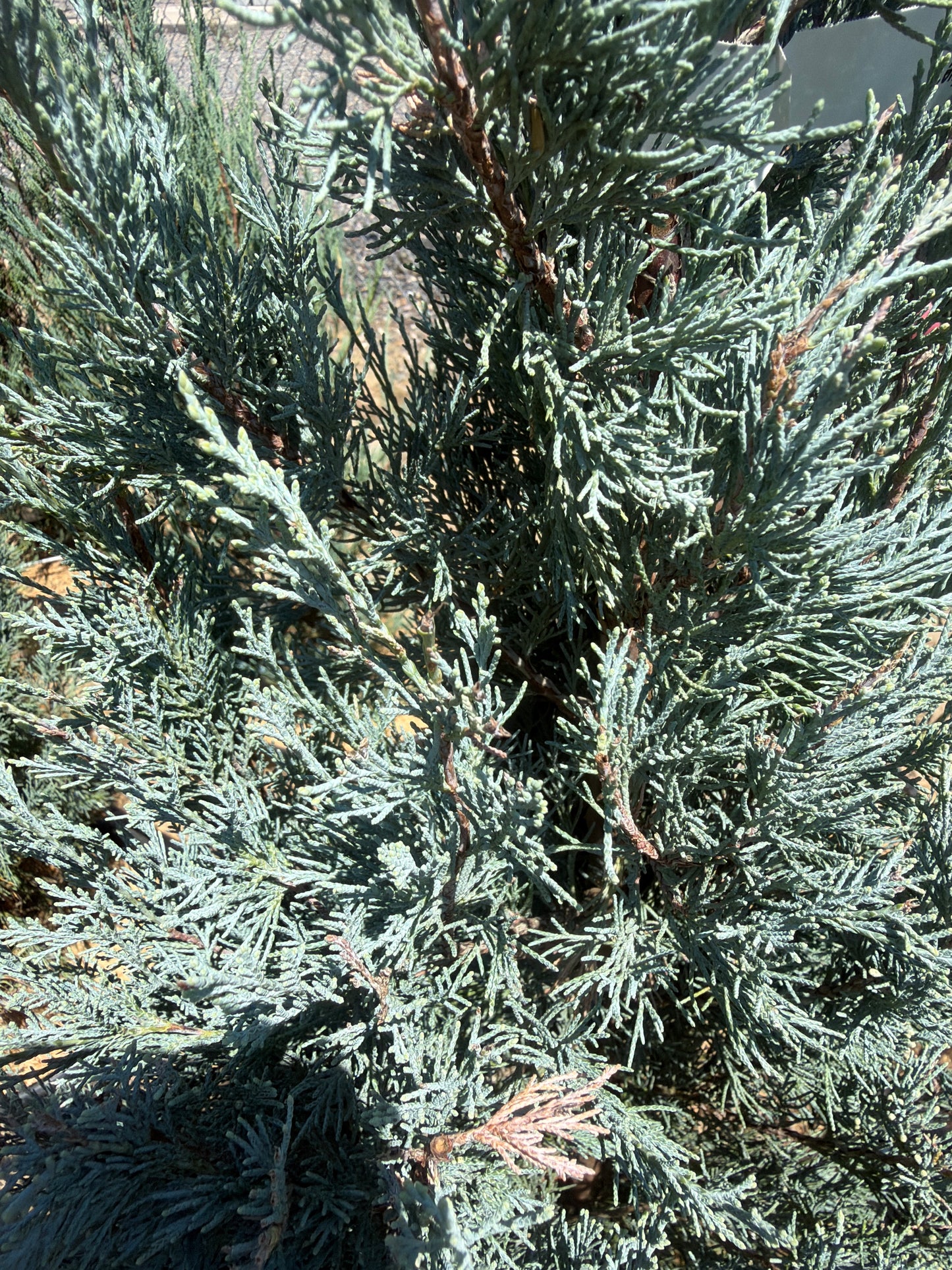 Wichita Blue Juniper