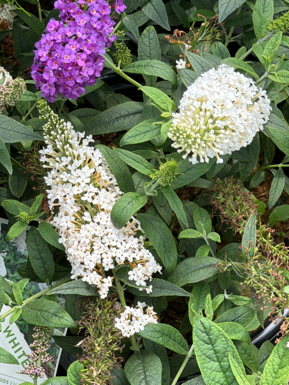 Pugster White® Butterfly Bush