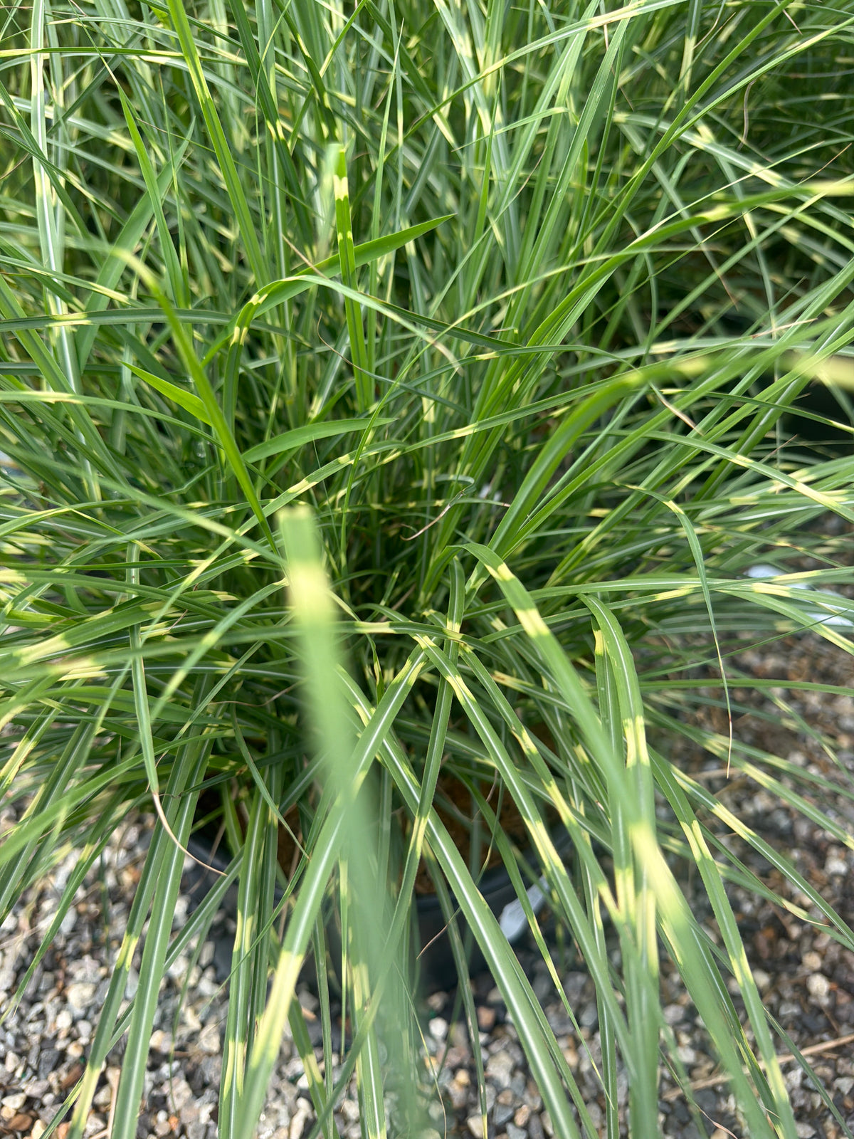 Zebra Grass (#3)