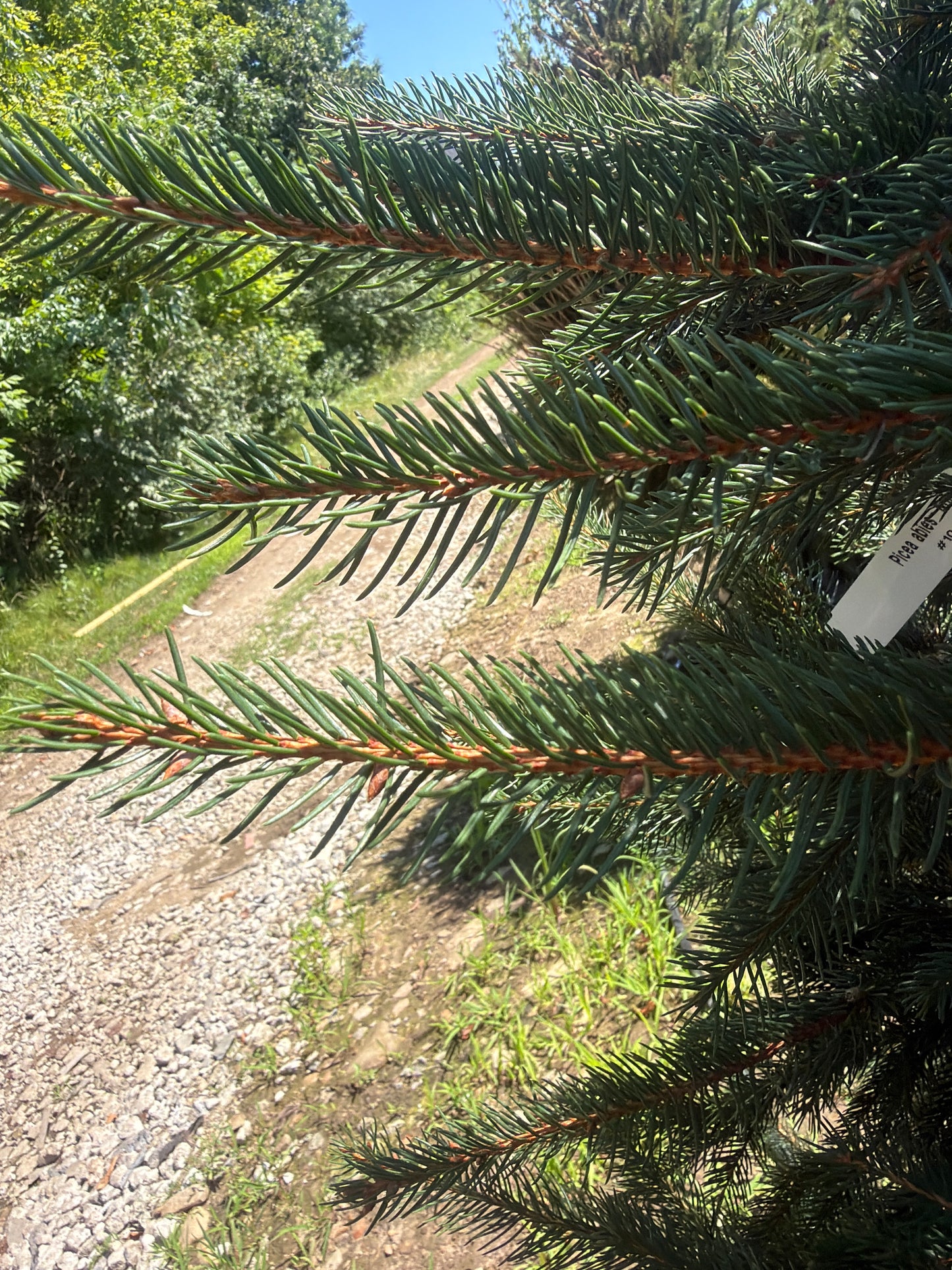 Columnar Norway Spruce (Cupressina)