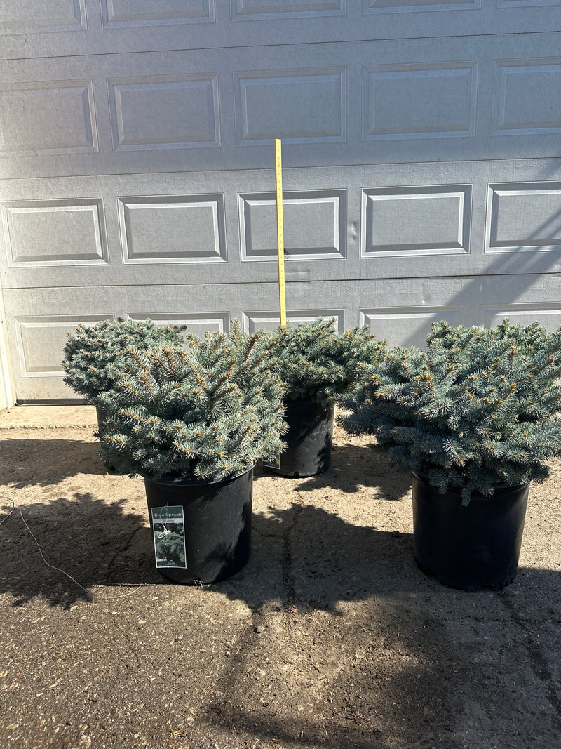 Globe Blue Spruce