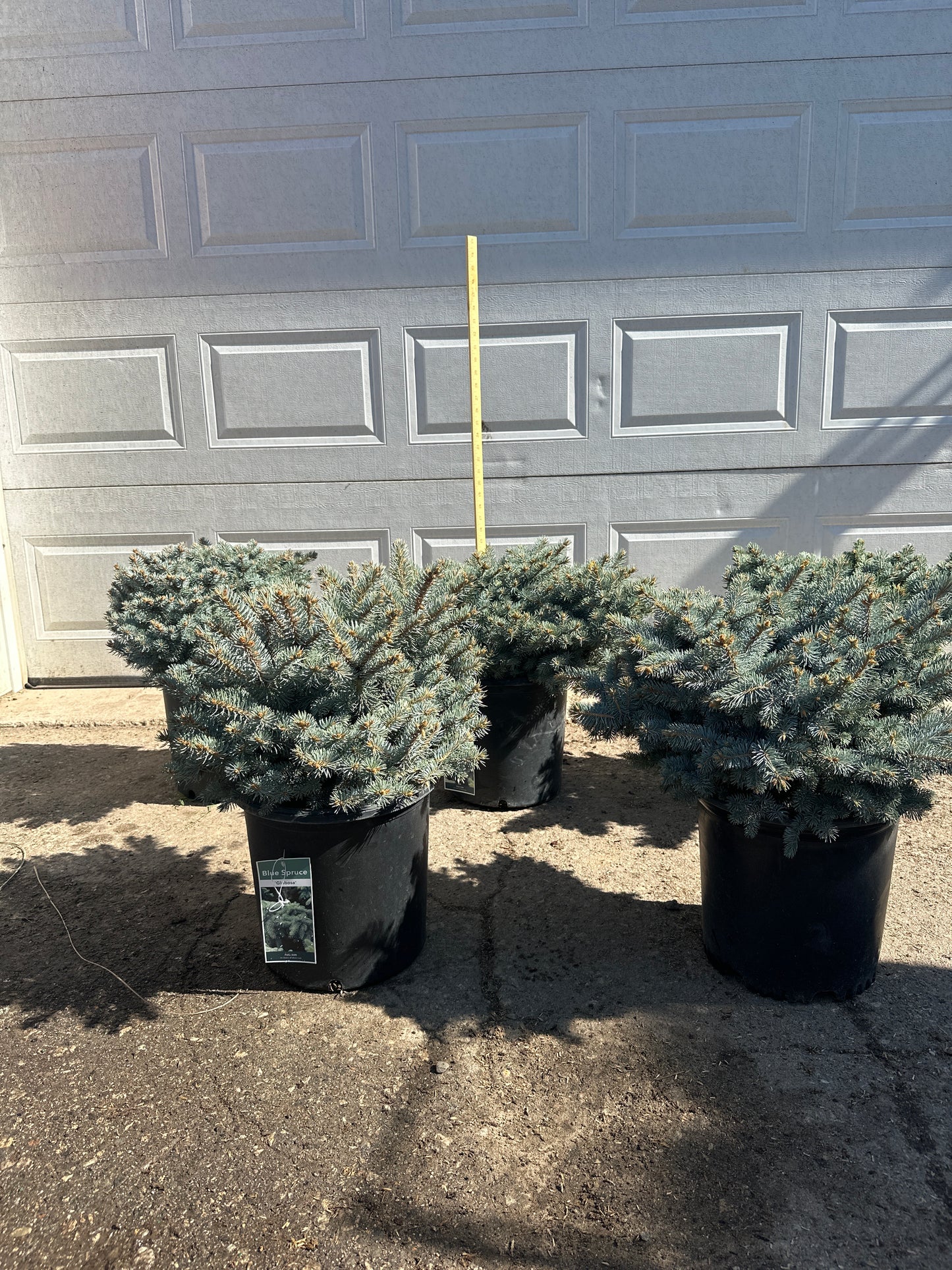 Globe Blue Spruce